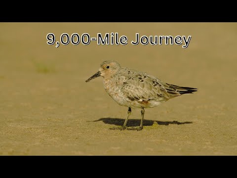 Red Knot The Bird That Travels 9,000 Miles!
