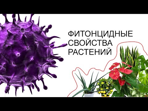 ПОЛЕЗНЫЕ КОМНАТНЫЕ РАСТЕНИЯ