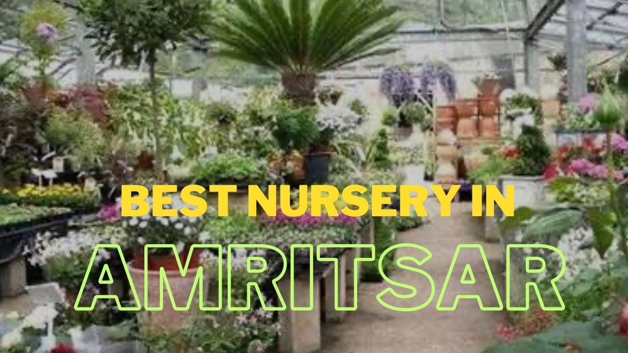Best Nursery In Amritsar Cheapest Plants Nursery YouTube