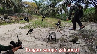 Pikat ku langsung di serbu!!! satu keluarga Kacer ngamuk saat mikat disini, aku sampai kewalahan