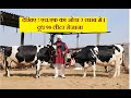 देखिए ! एच.एफ का जोडा 3 लाख मे । दूध 90 लीटर रोजाना |Shri Krishna Dairy Farm | Salana |Khanna |PB.