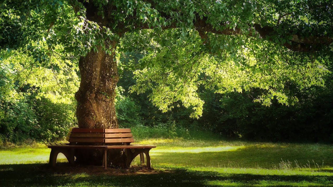  New  Beautiful Relaxing Music: Pachelbel - Forest Garden