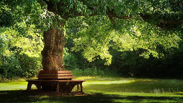 Beautiful Relaxing Music: Pachelbel - Forest Garden