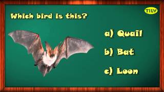 Learn About Birds Part 10 With Interactive Learning Videos For Pre School Kids By Tilv