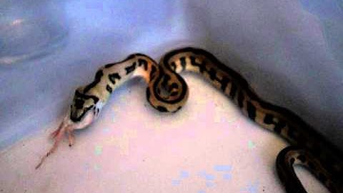 Feeding Carpet Python - Part 2