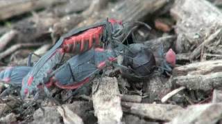 Red-shouldered bugs (Jadera)