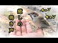 チュンの鳴き声で疲れがとれました【すずめ日記】