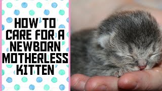 HOW TO TAKE CARE OF A MOTHERLESS OR ORPHANED NEWBORN KITTEN | NIRU'S PET ZONE by Niru's Petzone 1,268 views 3 years ago 3 minutes, 23 seconds