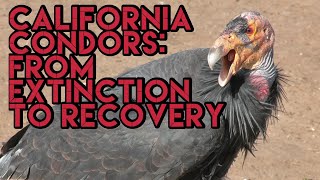 THE LARGEST AND RAREST BIRDS IN NORTH AMERICA: THE CALIFORNIA CONDOR | Extinction to Recovery