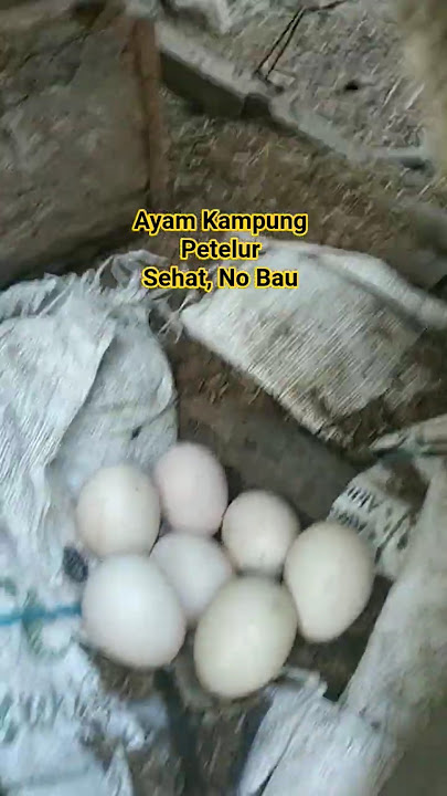 ayam kampung petelur, sistem organik tanpa bau#organic #sehat #ayampetelur