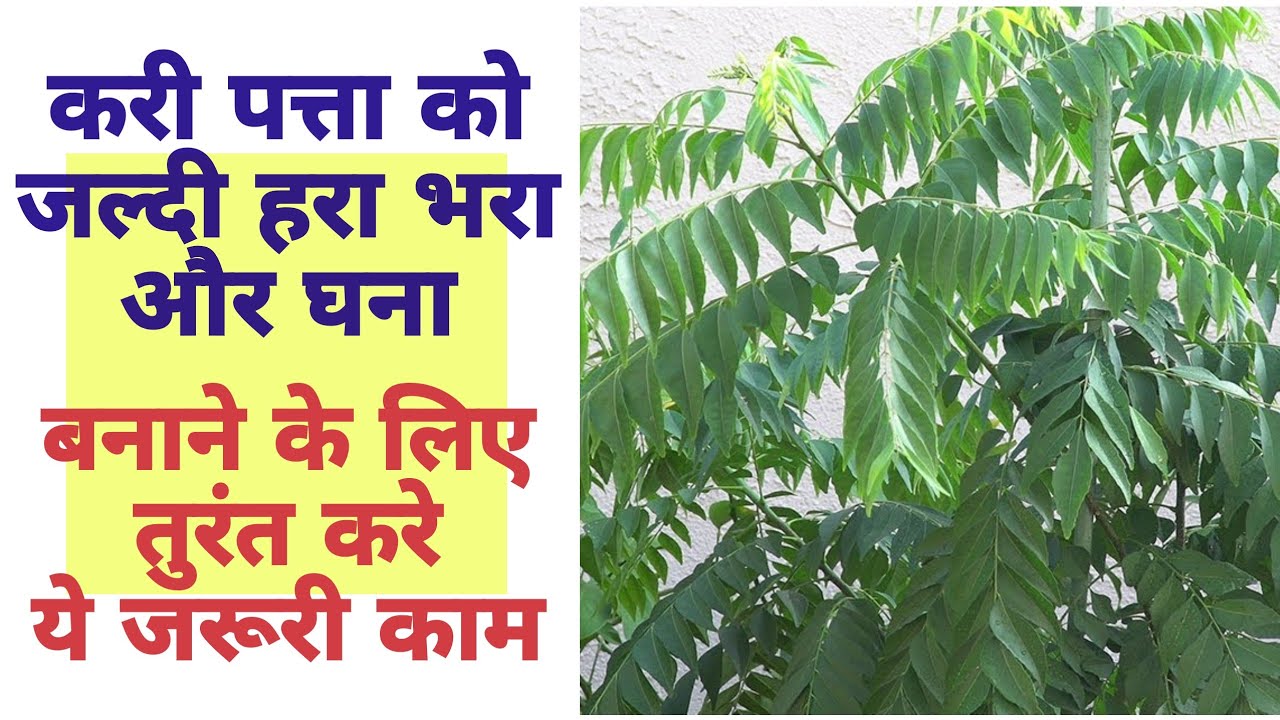 कढ़ी पत्ता पौधे को घना बनाए | How to care for curry patta plant