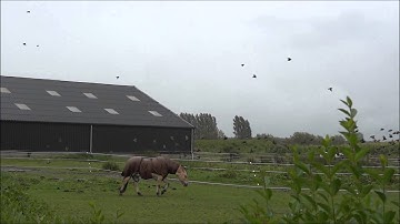 Spreeuwen in eigen achtertuin