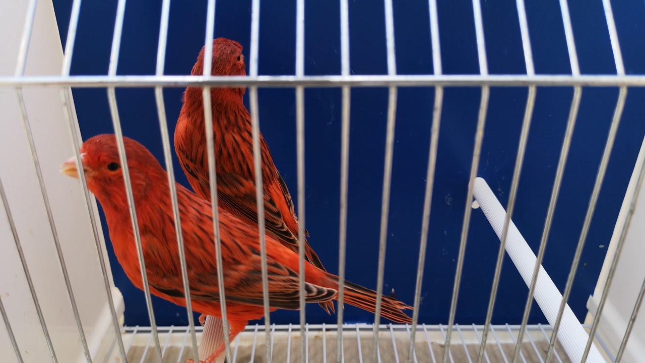 Agata Rosso Intenso 37PR
