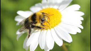 Bee /Bumblebee/  Bee buzzing