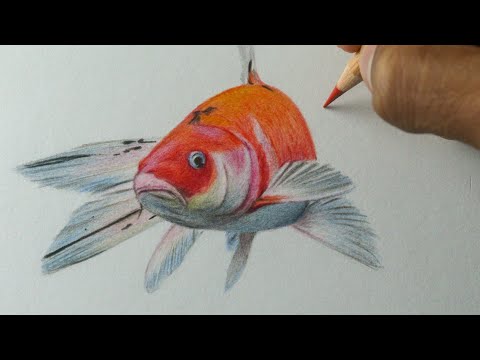 Como desenhar um peixe - Carpa