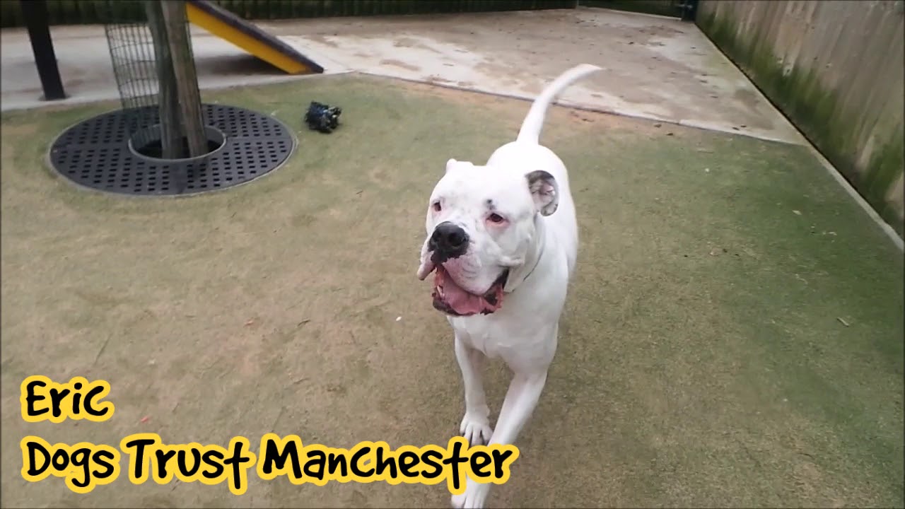 Dogs Trust Manchester Eric YouTube