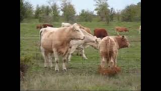 Cows mooing pitched up to cats octave!  Does it sound like meowing? Watch yourself!