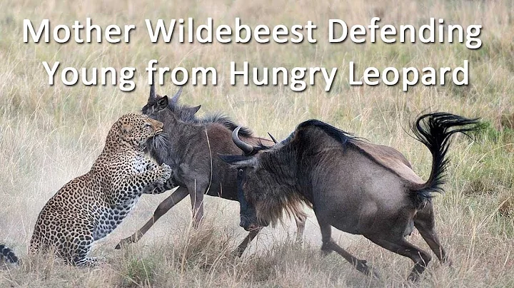 Incredible Video of Mother Wildebeest Defending Yo...