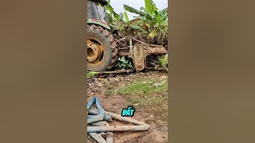 Tại sao nông dân lại phá đi cả vườn chuối #shorts