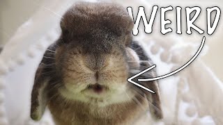 Weird Things My Rabbit Does