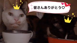 シーフードのごちそうでお祝いする猫の親子【アニモンダ,たまの伝説】