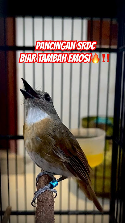 PANCINGAN SRDC BIKIN EMOSI LAWAN🔥‼️ #kicaumania #srdc #burungsrdc #srdcgacor #burung #birds  #fyp