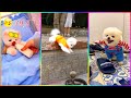 Tik Tok Chó Phốc Sóc Mini 😍 Funny and Cute Pomeranian #335