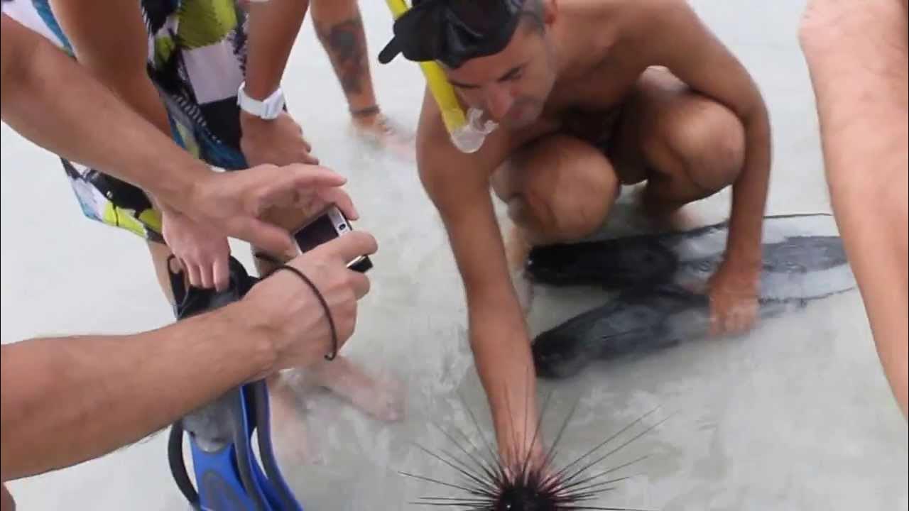 Наступил на морского ежа фото морской еж - YouTube