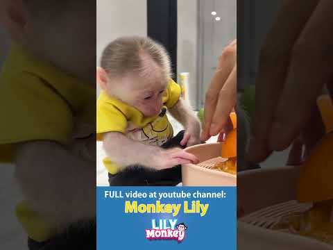 Baby Monkey Lily takes care of her sister! #monkey #shorts #short