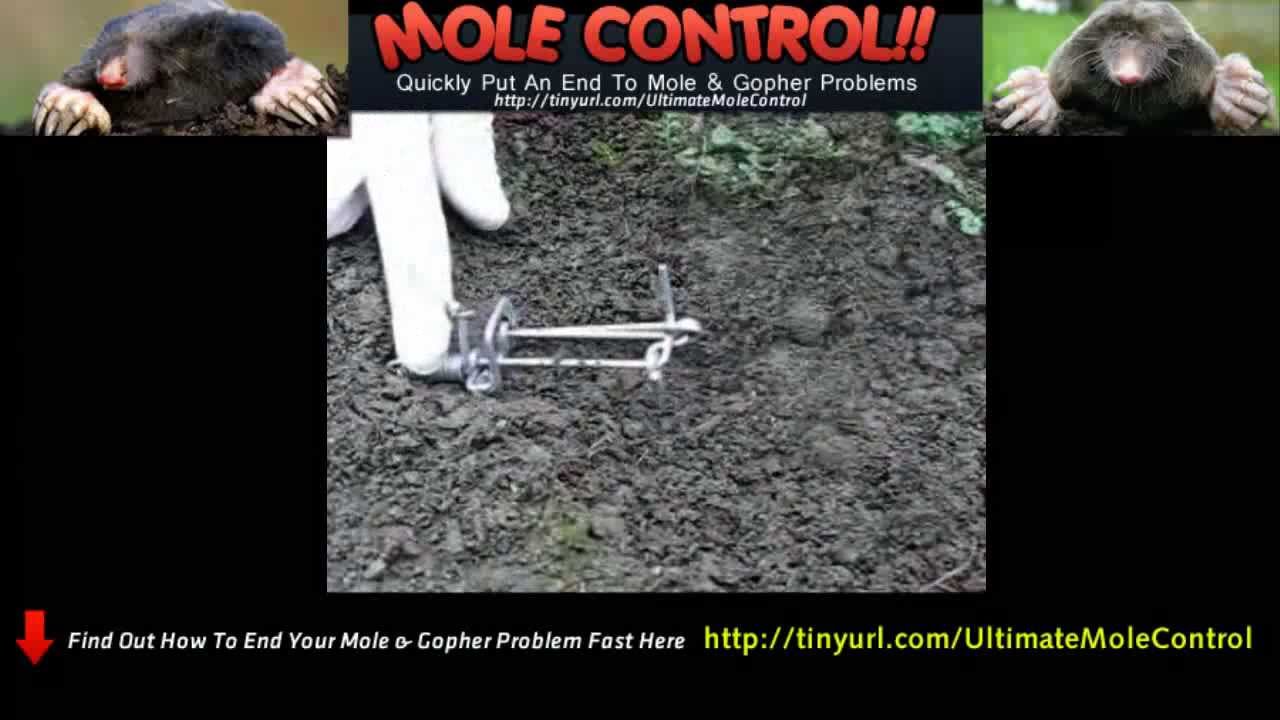 How To Get Rid Of Moles & Rat Traps - YouTube