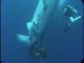 Whale Shark Rescue - Shark Research Institute