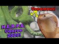 We Attend a VENOMOUS Reptile Show!