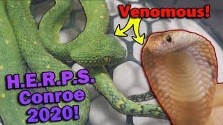 We Attend a VENOMOUS Reptile Show!