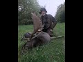 Fallow buck hunting in romaniachasse au daim en roumaniedamhirschjagd in rumnien