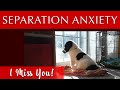 Separation Anxiety in Dogs [Music to Keep Them Calm]