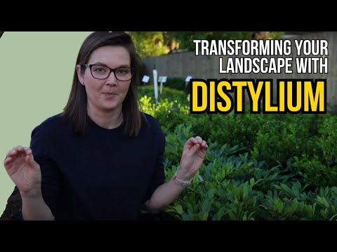 Distylium Plant Highlight | Catherine Arensberg