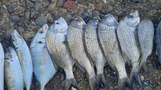 Snapper Point Bream
