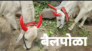 Maharastra festival bail pola 🐂🐂 #festival #video #festivals #village #villagelife