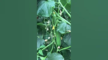 Verimli Hıyar üretimi Tarım Meyzileyoutubeshorts Hıyar Sera Horticulture Agriculture 