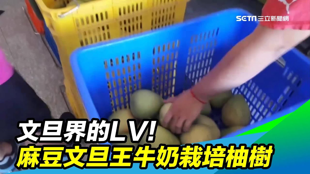 文旦界的lv 麻豆文旦王牛奶栽培柚樹 三立新聞台 Youtube