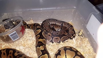 Ball python collection