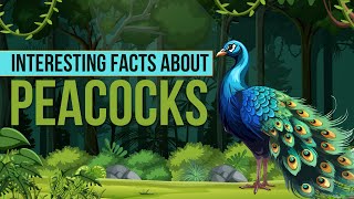 Amazing Facts About Peacock | Peacock Facts for Kids | Peacock Facts