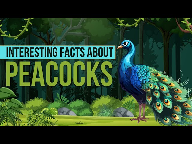 Amazing Facts About Peacock | Peacock Facts for Kids | Peacock Facts class=