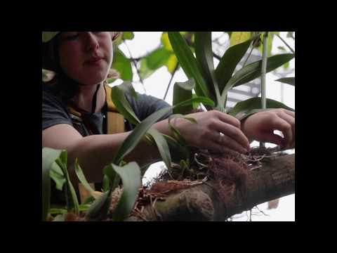Wideo: Uprawa rodzimych storczyków - dowiedz się więcej o dzikich roślinach orchidei