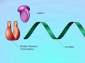 HIV: Mechanisms of NNRTI Resistance
