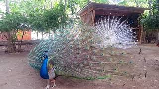 Peacock - ფარშევანგის გაშლილი კუდი