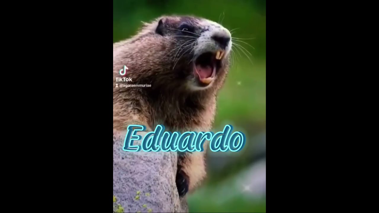 Marmota chamando 🤗 Eduardo.