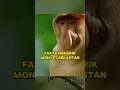 Monyet Bekantan: Primata Endemik Borneo yang Menakjubkan #shorts #monyet