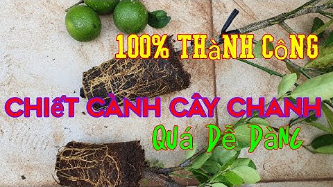 Cách chiết cành cây chanh, ra rễ cực nhiều. 100% thành công.