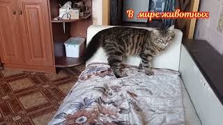 Котенок Кузя заставляет Барона выполнять команду ,, ЛЕЖАТЬ"